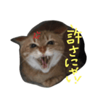 愉快な保護猫たち（個別スタンプ：3）