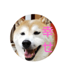 柴犬しば爺3（個別スタンプ：1）