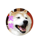 柴犬しば爺3（個別スタンプ：2）
