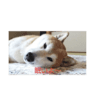 柴犬しば爺3（個別スタンプ：3）
