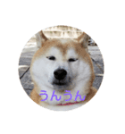柴犬しば爺3（個別スタンプ：4）