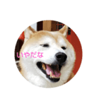 柴犬しば爺3（個別スタンプ：5）