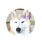 柴犬しば爺3（個別スタンプ：6）