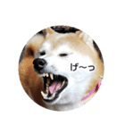 柴犬しば爺3（個別スタンプ：8）