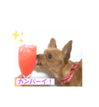 ショコラのスタンプ☆（個別スタンプ：7）