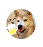 柴犬しば爺4（個別スタンプ：4）