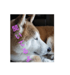 柴犬しば爺4（個別スタンプ：6）