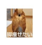 柴犬しば爺4（個別スタンプ：7）