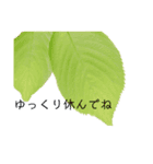 シンプルなお花のスタンプ（個別スタンプ：2）