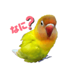 ボタンインコのすーたん！その3（個別スタンプ：2）