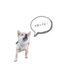 まいねーむいずれん（個別スタンプ：1）