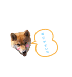 まいねーむいずれん（個別スタンプ：2）