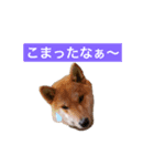 まいねーむいずれん（個別スタンプ：6）
