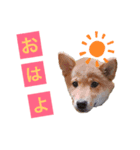 まいねーむいずれん（個別スタンプ：8）