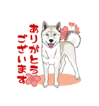 紀州犬のスタンプ（個別スタンプ：1）