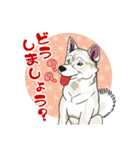 紀州犬のスタンプ（個別スタンプ：15）