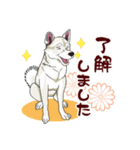 紀州犬のスタンプ（個別スタンプ：17）