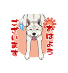 紀州犬のスタンプ（個別スタンプ：24）