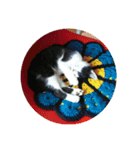 白黒ハチワレねこのスタンプ（個別スタンプ：2）