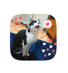 白黒ハチワレねこのスタンプ（個別スタンプ：3）