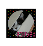 白黒ハチワレねこのスタンプ（個別スタンプ：4）