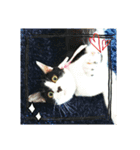 白黒ハチワレねこのスタンプ（個別スタンプ：6）
