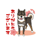 四国犬 スタンプです。（個別スタンプ：1）