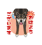 四国犬 スタンプです。（個別スタンプ：24）