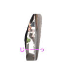 ラブず,アニマル（個別スタンプ：2）
