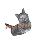ラブず,アニマル（個別スタンプ：4）