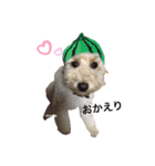 ぶさプークオン2（個別スタンプ：1）