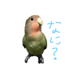 可愛いこまめスタンプ（個別スタンプ：1）