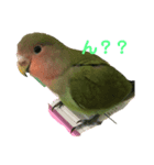 可愛いこまめスタンプ（個別スタンプ：7）