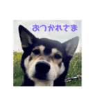 コロとハイジ（個別スタンプ：5）