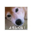 コロとハイジ（個別スタンプ：7）