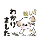 【大きめ文字】シーズー犬(普段使う言葉)30（個別スタンプ：14）