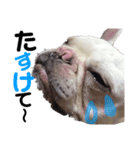 我が家のスケくん（個別スタンプ：6）