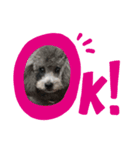 トイプーのT君（個別スタンプ：8）