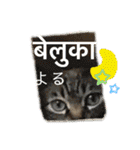 猫とネパール語4（個別スタンプ：3）
