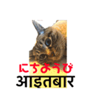 猫とネパール語4（個別スタンプ：7）