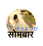 猫とネパール語4（個別スタンプ：8）