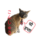 猫とネパール語4（個別スタンプ：14）
