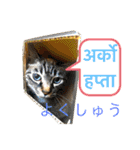 猫とネパール語4（個別スタンプ：16）