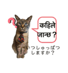 猫とネパール語4（個別スタンプ：17）