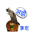 猫とネパール語4（個別スタンプ：18）