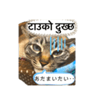 猫とネパール語4（個別スタンプ：20）