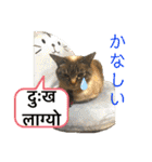 猫とネパール語4（個別スタンプ：25）