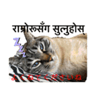 猫とネパール語4（個別スタンプ：26）