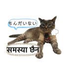 猫とネパール語4（個別スタンプ：28）