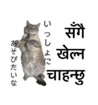 猫とネパール語4（個別スタンプ：29）